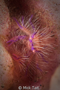 Hairy!  Canon 20D 100mm Macro by Mick Tait 